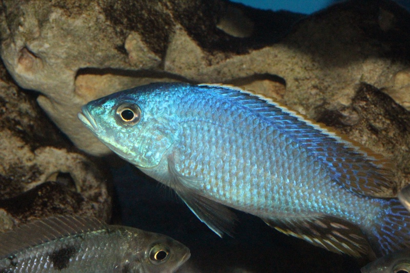 Hemitilapia oxyrhynchus